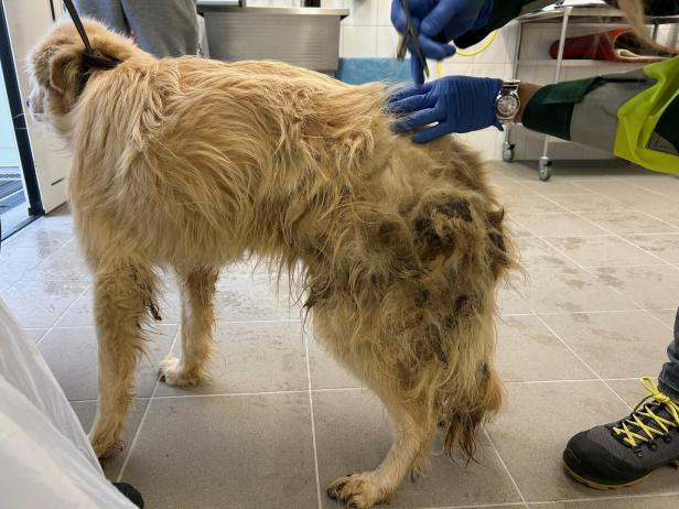 Ein Hund mit stark verfilztem und verschmutztem Fell wird von einer Person mit blauen Handschuhen gepflegt.