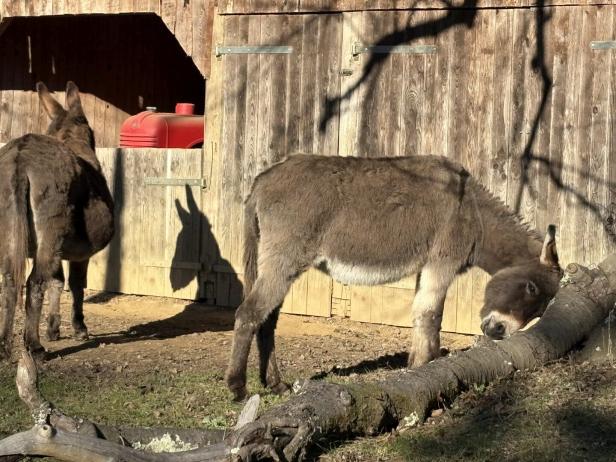 Zwei Esel stehen vor einem Holzstall, einer legt seinen Kopf auf einen umgefallenen Baumstamm.