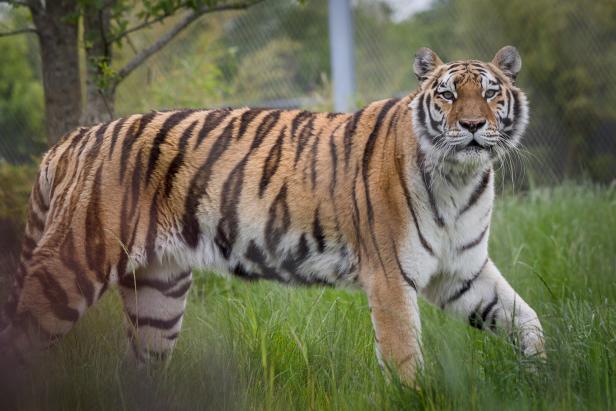 Tigerin Kenya streift durch ihr Gehege in den Niederlanden. 