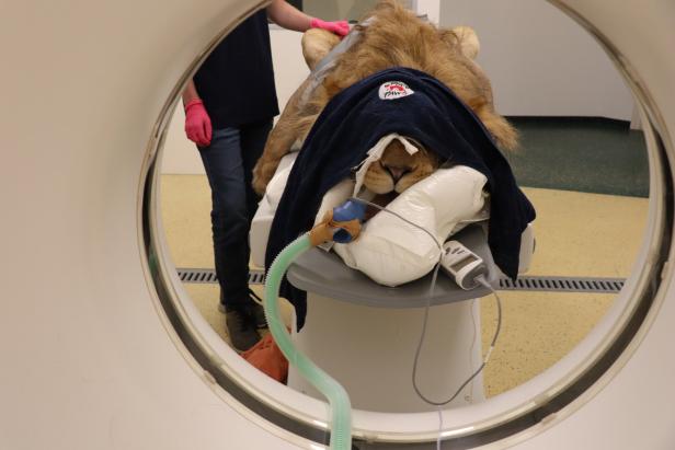 Ein Löwe wird operiert. 