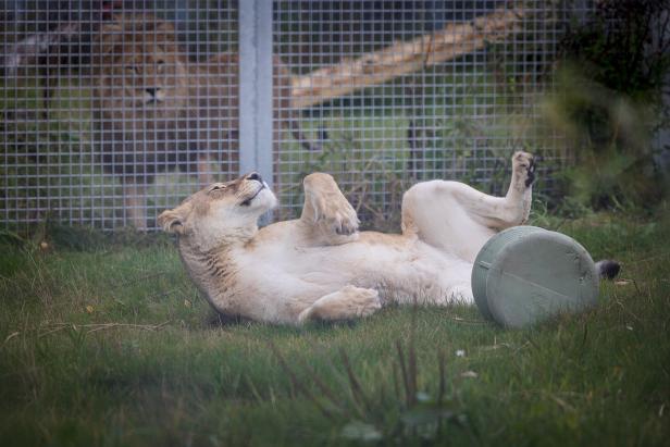 Löwin Elza in der Wiese der Vier-Pfoten-Auffangstation Felida.