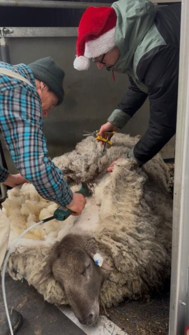 Zwei Personen scheren ein Schaf, das ruhig auf der Seite liegt, eine trägt eine Weihnachtsmütze.