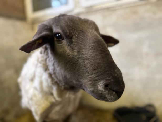Ein Schaf mit dunklem Kopf und hellerer Wolle steht in einem Stall.