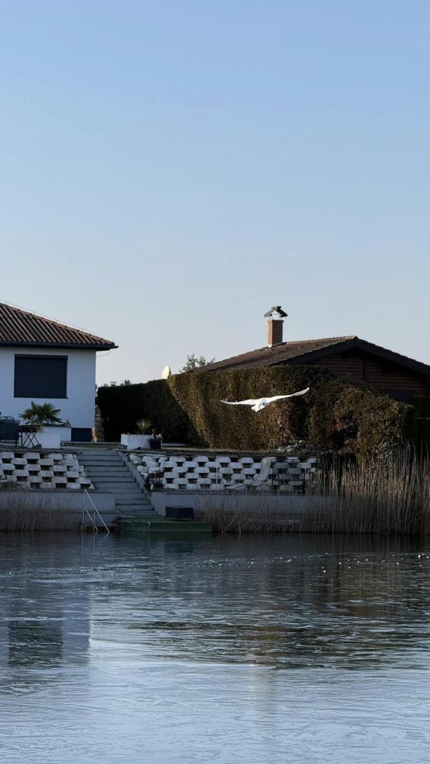 Schwanenrettung Lassee