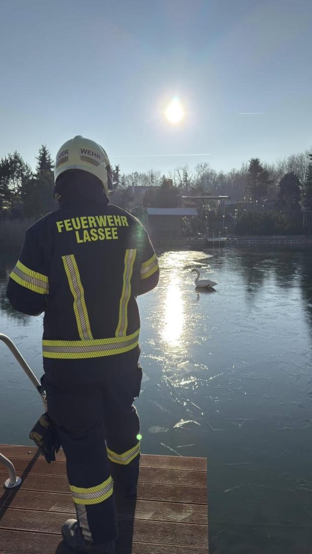 Schwanenrettung Lassee