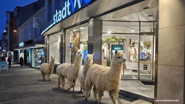 lamas in der City
