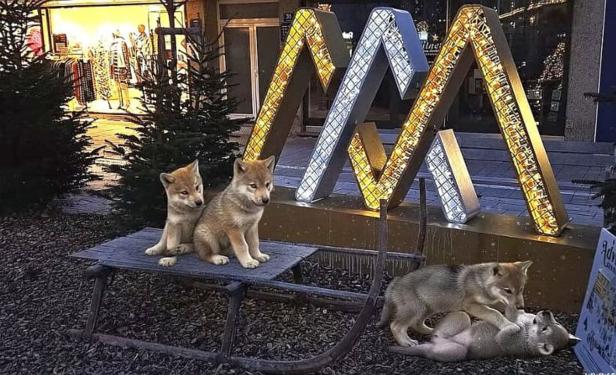 Jungwölfe in der Innenstadt