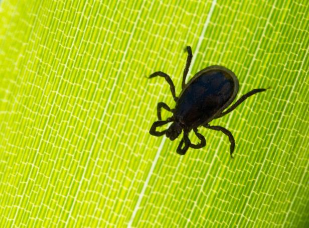 Das Bild zeigt eine Zecke, einen gemeinen Holzbock, auf einem grünen Blatt.
