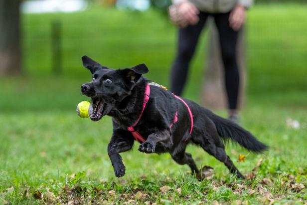 ++ THEMENBILD ++ HAUSTIER / HUND