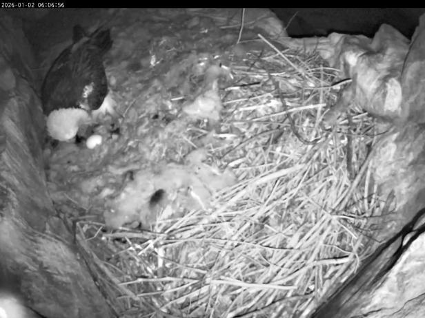 Bartgeier sitzt in einem Nest und bewacht ein Ei.
