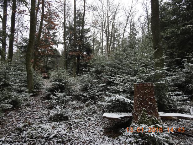 Der verschneite Stiftswald.