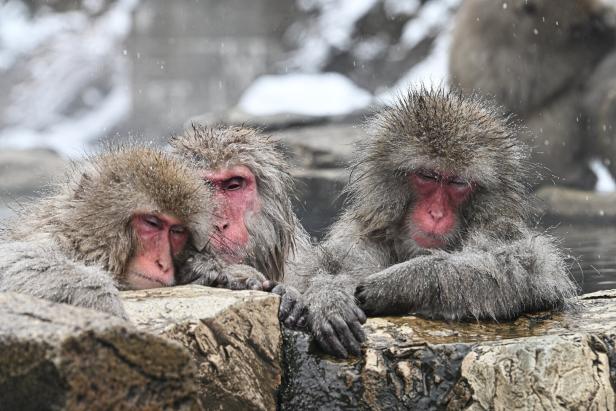 Snow monkeys soak in hot springs at Jigokudani Park in Japan
