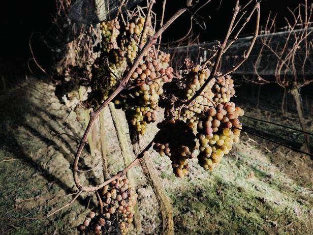 Reife Weintrauben hängen an kahlen Reben in einem nächtlichen Weinberg.