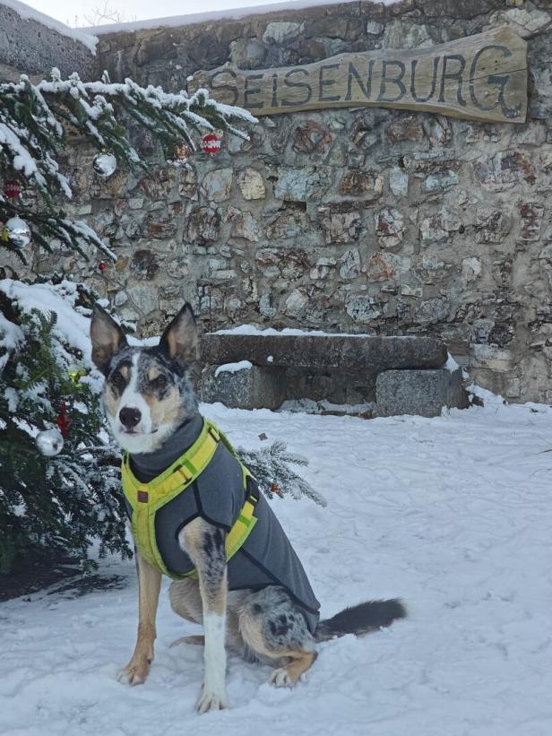 HUnd in Schneelandschaft