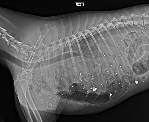 Röntgenaufnahme eines Hundekörpers
