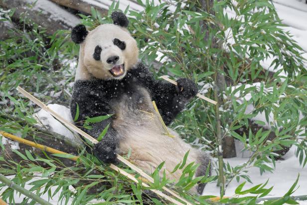Ein Panda sitzt im Schnee zwischen Bambus und hält Bambusstäbe in den Händen.