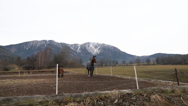 1. Ein Pferd galoppiert auf einer Koppel, im Hintergrund ist ein Zaun zu sehen.