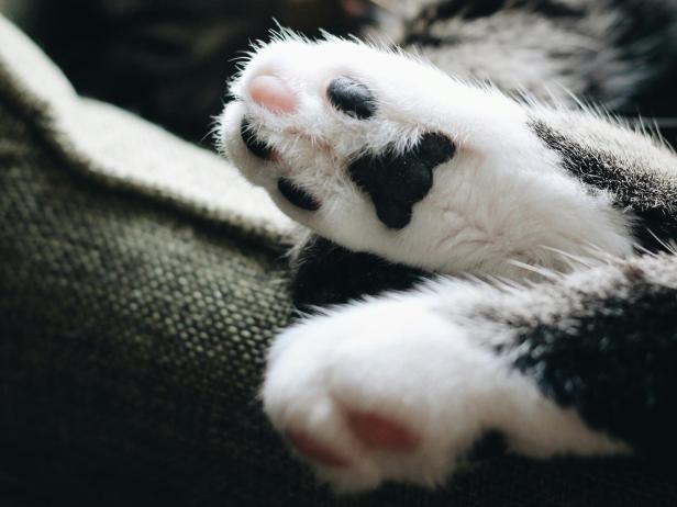 Katzenpfoten liegen entspannt auf einem robusten, fein gewebten Polstermöbel, das für Haustierhaushalte geeignet ist.