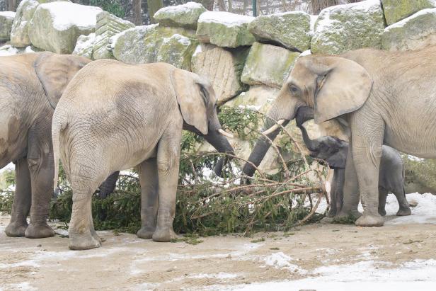 ++ HANDOUT ++ WIEN: SCHÖNBRUNNER WEIHNACHTSBAUM WIRD ZUM KNABBERSPASS FÜR ELEFANTEN
