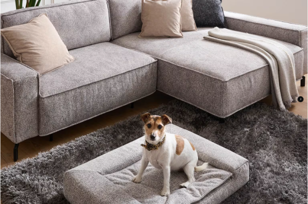 Ein kleiner Hund sitzt auf einem grauen Hundebett vor einem Ecksofa mit Kissen und einer Decke im Wohnzimmer.
