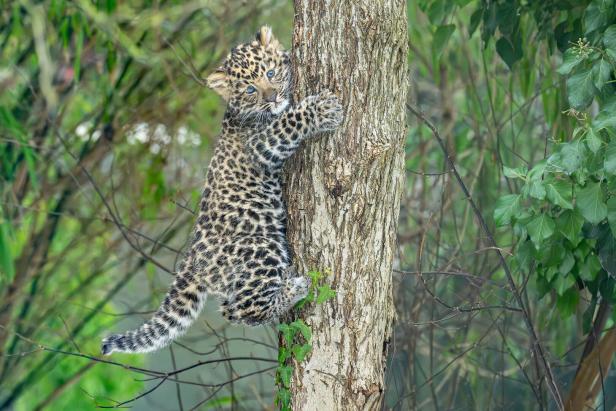 ++ HANDOUT ++ WIEN: NACHWUCHS BEI VON AUSROTTUNG BEDROHTEN AMURLEOPARDEN IN SCHÖNBRUNN