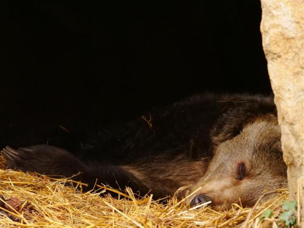 Bärin Brumca liegt schlafend auf einem Strohbett.
