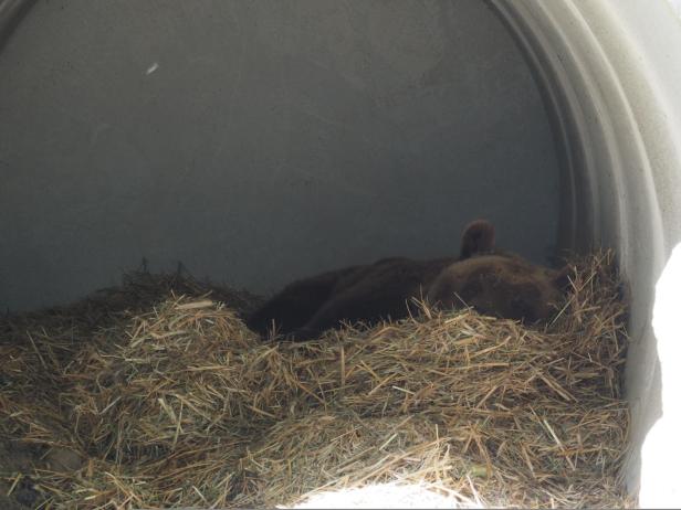 Bär Felix liegt versteckt hinter Stroh und Heu in einer kleinen Höhle.