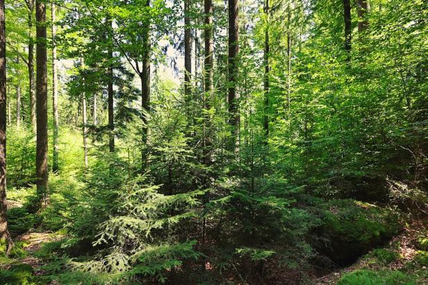 Dichter, grüner Wald mit jungen und alten Nadelbäumen sowie üppigem Unterwuchs im Sonnenlicht.