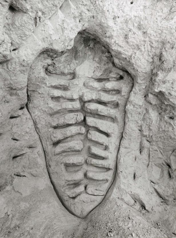 Ein fossiler Abdruck eines Trilobiten in Sedimentgestein.