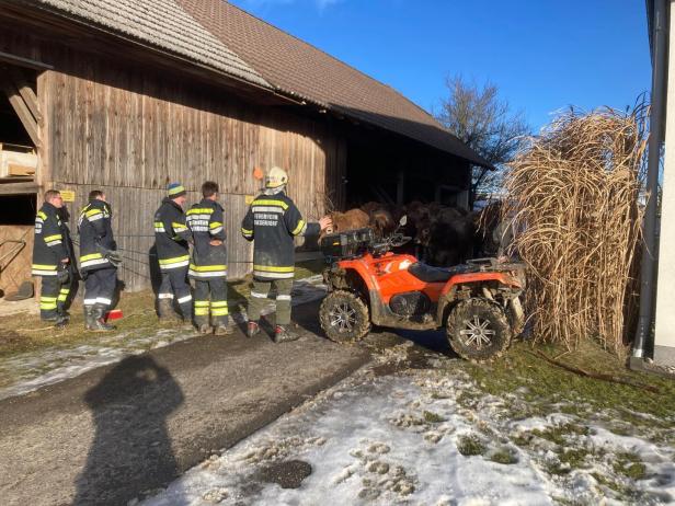 In einem provisorischen Gehege wurden die Rinder zusammengetrieben