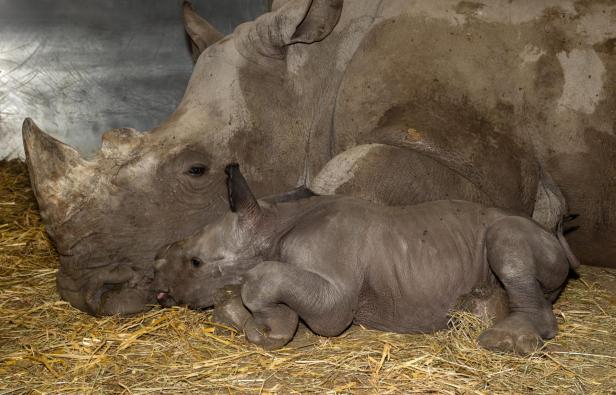 Große Freude: Breitmaulnashorn-Baby Nuru geboren