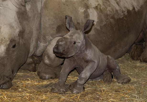 Große Freude: Breitmaulnashorn-Baby Nuru geboren