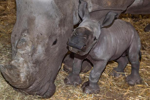 Große Freude: Breitmaulnashorn-Baby Nuru geboren
