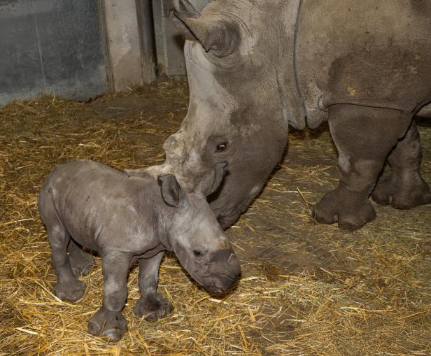 Große Freude: Breitmaulnashorn-Baby Nuru geboren