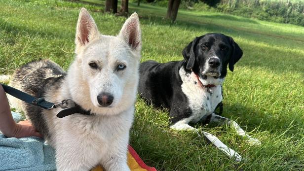 Ein weißer und ein schwarzer Hund auf einer Wiese