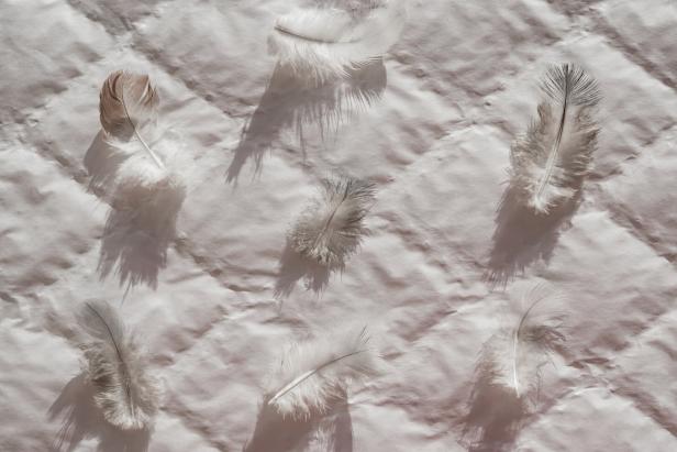 Background of little white feather bird dove
