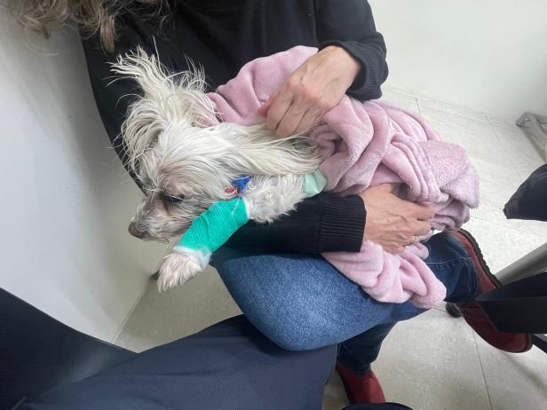 Ortrun G. erlitt Bissverletzungen an beiden Händen. 