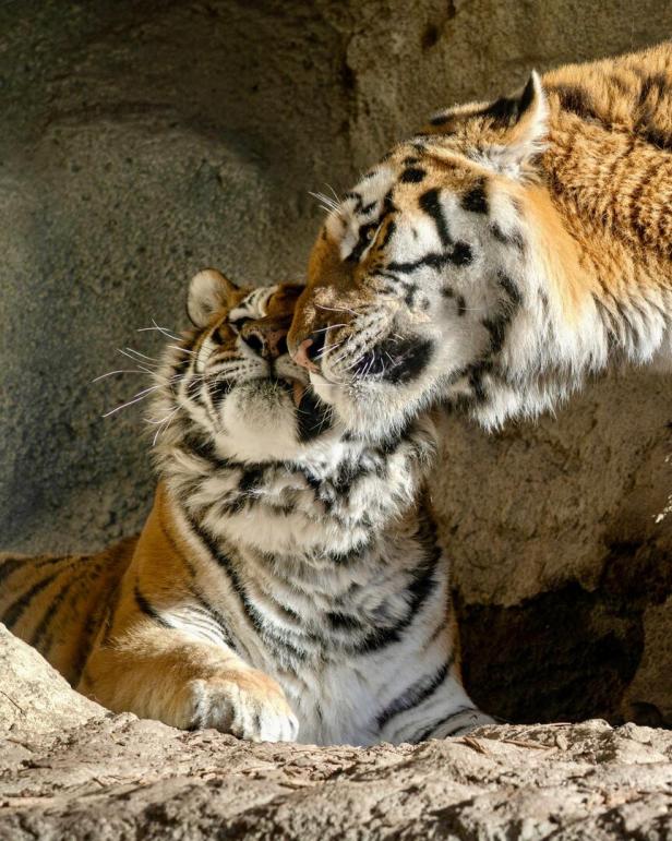 Zwei Tiger kuscheln aneinander, das Fell gestreift und orange-schwarz gefärbt.