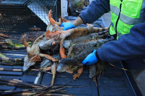 US-COLD-STUNNED-IGUANAS-ARE-ROUNDED-UP-IN-MIAMI,-AS-COLD-WEATHER