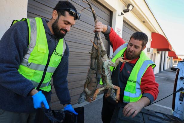 US-COLD-STUNNED-IGUANAS-ARE-ROUNDED-UP-IN-MIAMI,-AS-COLD-WEATHER