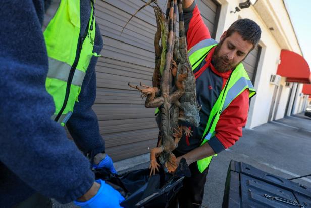 US-COLD-STUNNED-IGUANAS-ARE-ROUNDED-UP-IN-MIAMI,-AS-COLD-WEATHER