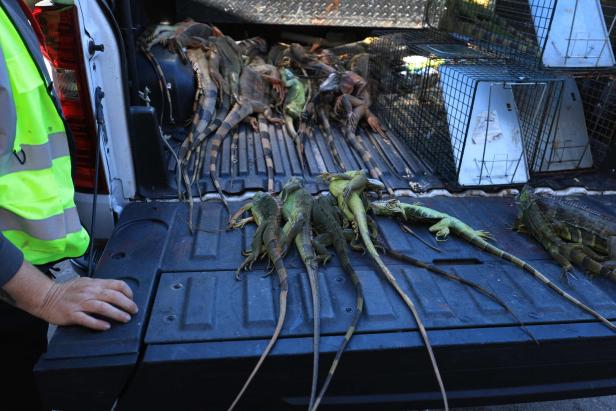 US-COLD-STUNNED-IGUANAS-ARE-ROUNDED-UP-IN-MIAMI,-AS-COLD-WEATHER