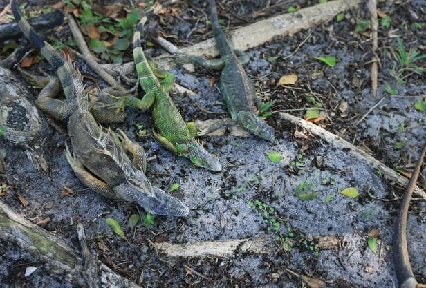 US-COLD-STUNNED-IGUANAS-ARE-ROUNDED-UP-IN-MIAMI,-AS-COLD-WEATHER