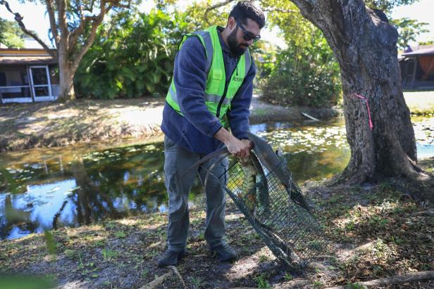 US-COLD-STUNNED-IGUANAS-ARE-ROUNDED-UP-IN-MIAMI,-AS-COLD-WEATHER