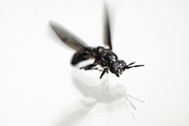 Schwarze Soldatenfliege