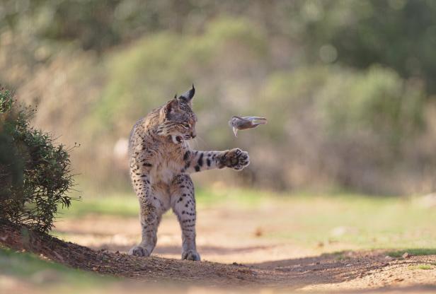 Ein Luchs schlägt mit der Pfote nach einer durch die Luft fliegenden Maus auf einem sandigen Weg.