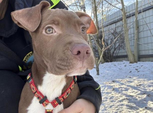 Ein brauner Welpe mit rotem Geschirr wird im Schnee gehalten.