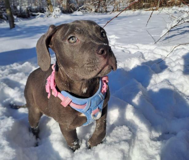 Ein graubrauner Welpe mit blau-rosa Geschirr steht im Schnee und schaut aufmerksam.