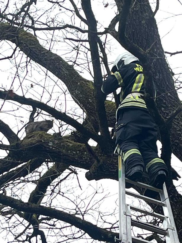 Rettungsaktion in luftiger Höhe 