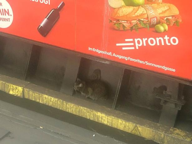 Katze im Gleisbereich der U1 am Südtiroler Platz